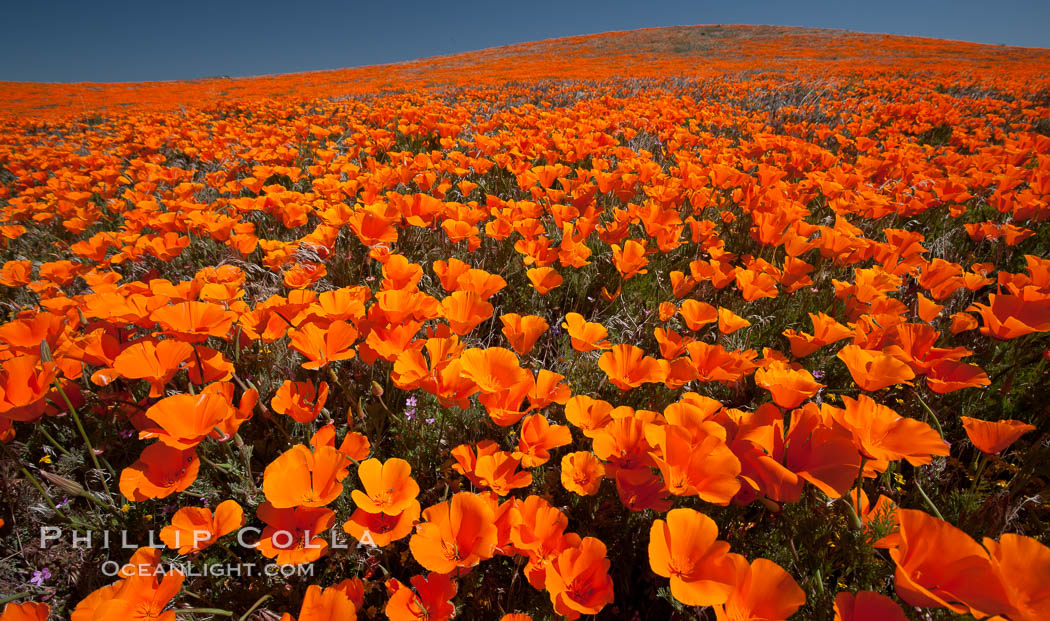 California poppies, hillside of brilliant orange color, Lancaster, CA. Antelope Valley California Poppy Reserve SNR, USA, Eschscholtzia californica, Eschscholzia californica, natural history stock photograph, photo id 25224