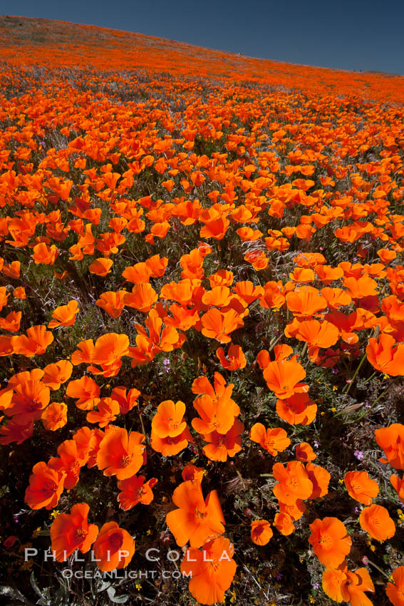 California poppies, hillside of brilliant orange color, Lancaster, CA, Eschscholzia californica, Eschscholtzia californica, Antelope Valley California Poppy Reserve SNR