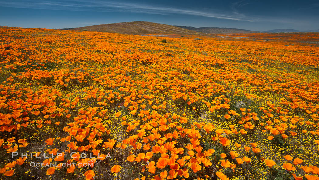 California poppies, wildflowers blooming in huge swaths of spring color in Antelope Valley, Eschscholzia californica, Eschscholtzia californica, Lancaster