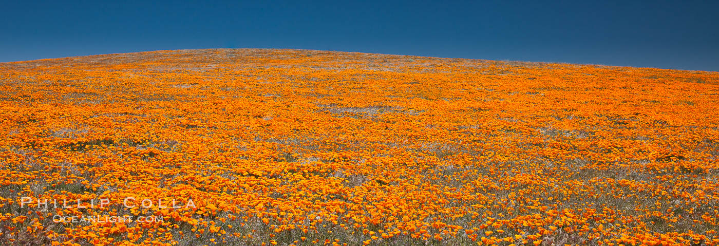 California poppies, hillside of brilliant orange color, Lancaster, CA. Antelope Valley California Poppy Reserve SNR, USA, Eschscholtzia californica, Eschscholzia californica, natural history stock photograph, photo id 25227
