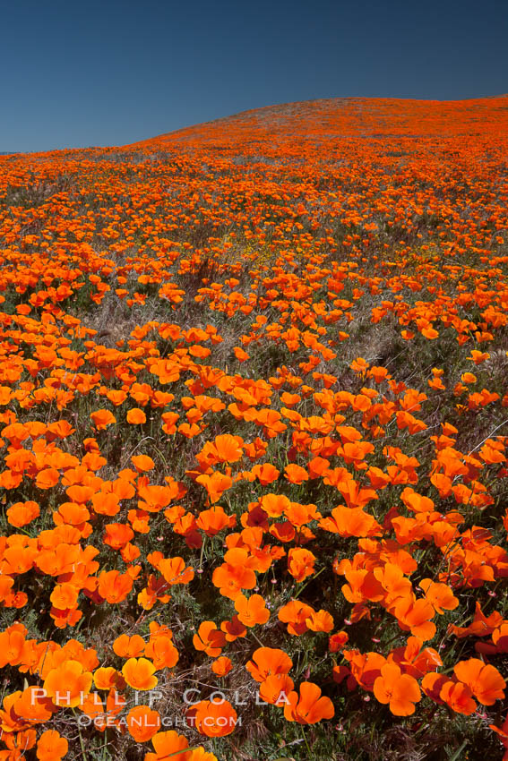 California poppies, hillside of brilliant orange color, Lancaster, CA. Antelope Valley California Poppy Reserve SNR, USA, Eschscholtzia californica, Eschscholzia californica, natural history stock photograph, photo id 25235