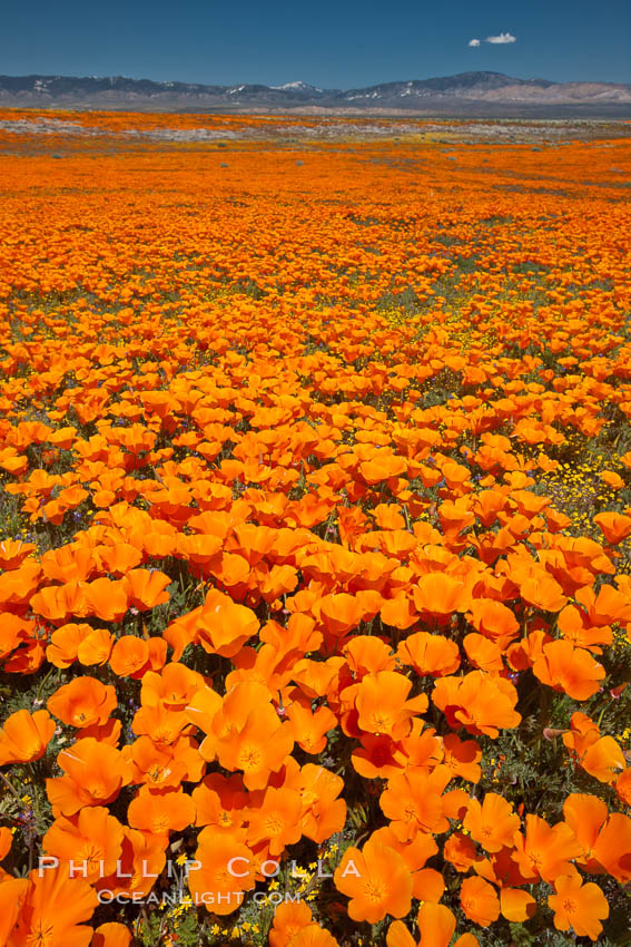 California poppies, wildflowers blooming in huge swaths of spring color in Antelope Valley. Lancaster, USA, Eschscholtzia californica, Eschscholzia californica, natural history stock photograph, photo id 25233