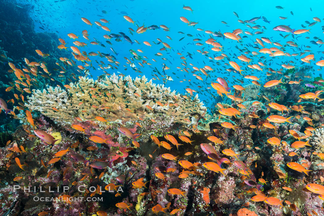 Anthias fairy basslet fish school over a Fijian coral reef, polarized and swimming together again a strong current. Fiji., Pseudanthias, natural history stock photograph, photo id 31426
