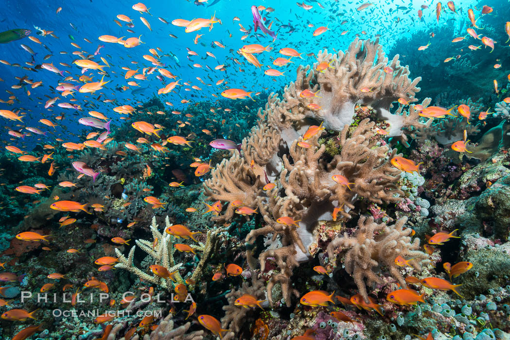 Anthias fairy basslet fish school over a Fijian coral reef, polarized and swimming together again a strong current. Fiji., Pseudanthias, natural history stock photograph, photo id 31427