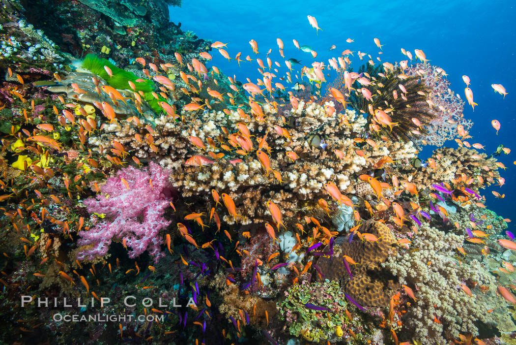 Anthias fairy basslet fish school over a Fijian coral reef, polarized and swimming together again a strong current. Fiji. Vatu I Ra Passage, Bligh Waters, Viti Levu  Island, Pseudanthias, natural history stock photograph, photo id 31511
