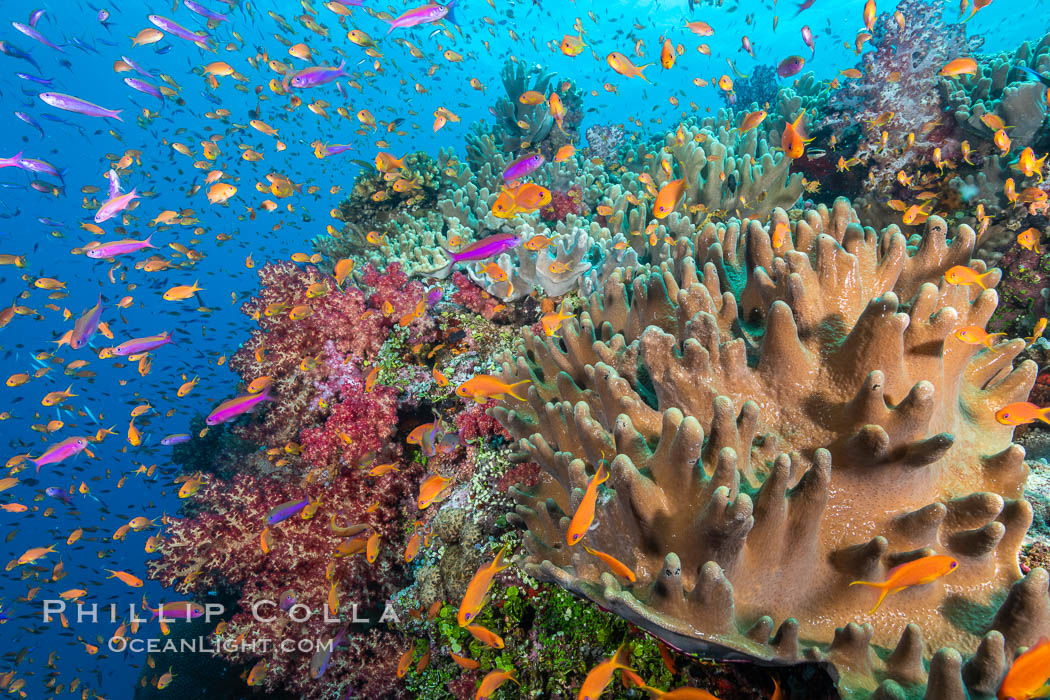 Brilliantly colored orange and pink anthias fishes, schooling in strong ocean currents next to the coral reef which is their home. Fiji. Bligh Waters, Pseudanthias, natural history stock photograph, photo id 34903