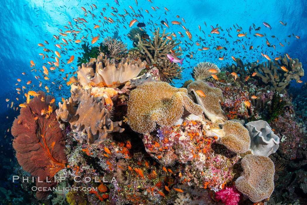 Anthias fishes school in strong currents above hard and soft corals on a Fijian coral reef, Fiji. Bligh Waters, Pseudanthias, natural history stock photograph, photo id 34719