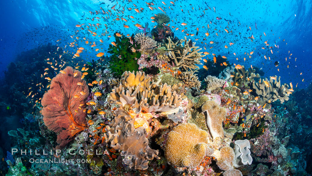 Anthias fishes school in strong currents above hard and soft corals on a Fijian coral reef, Fiji. Bligh Waters, Pseudanthias, natural history stock photograph, photo id 34791