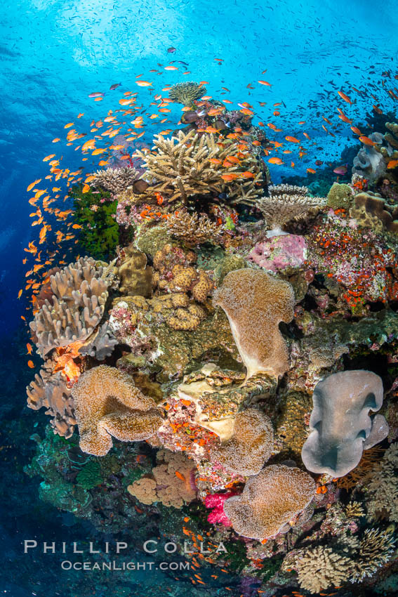 Anthias fishes school in strong currents above hard and soft corals on a Fijian coral reef, Fiji. Bligh Waters, Pseudanthias, natural history stock photograph, photo id 34831