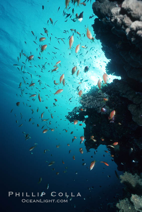 Anthias schooling over coral reef. Egyptian Red Sea, Anthias, Pseudanthias, natural history stock photograph, photo id 05252