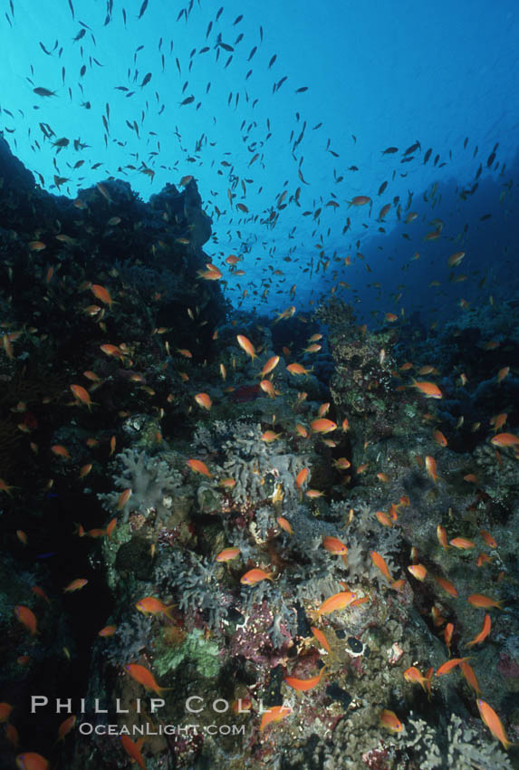 Anthias schooling over coral reef. Egyptian Red Sea, Anthias, Pseudanthias, natural history stock photograph, photo id 05256