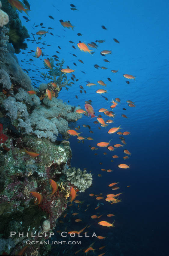 Anthias schooling over coral reef. Egyptian Red Sea, Anthias, Pseudanthias, natural history stock photograph, photo id 05251