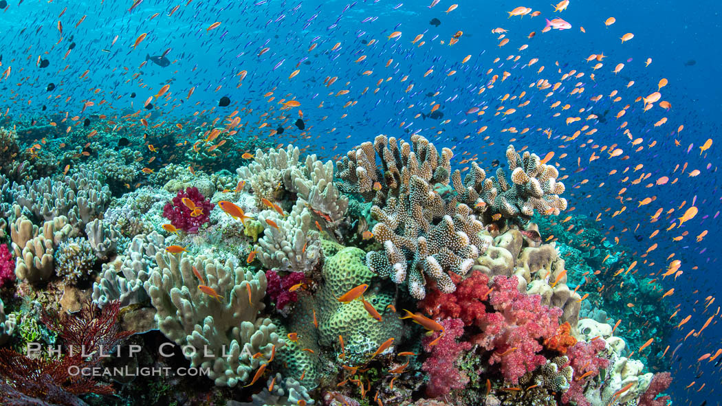 Anthias fishes school in strong currents over a Fijian coral reef, with various hard and soft corals, sea fans and anemones on display. Fiji., Pseudanthias, natural history stock photograph, photo id 34984