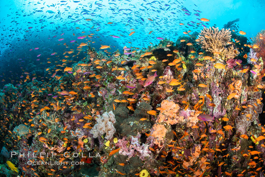 Anthias fishes school in strong currents over a Fijian coral reef, with various hard and soft corals, sea fans and anemones on display. Fiji., Pseudanthias, natural history stock photograph, photo id 34855