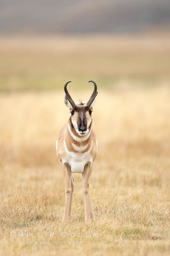 The Pronghorn antelope is the fastest North American land animal, capable of reaching speeds of up to 60 miles per hour. The pronghorns speed is its main defense against predators. Lamar Valley, Yellowstone National Park, Wyoming, USA, Antilocapra americana, natural history stock photograph, photo id 19626