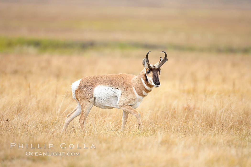 The Pronghorn antelope is the fastest North American land animal, capable of reaching speeds of up to 60 miles per hour. The pronghorns speed is its main defense against predators. Lamar Valley, Yellowstone National Park, Wyoming, USA, Antilocapra americana, natural history stock photograph, photo id 19632