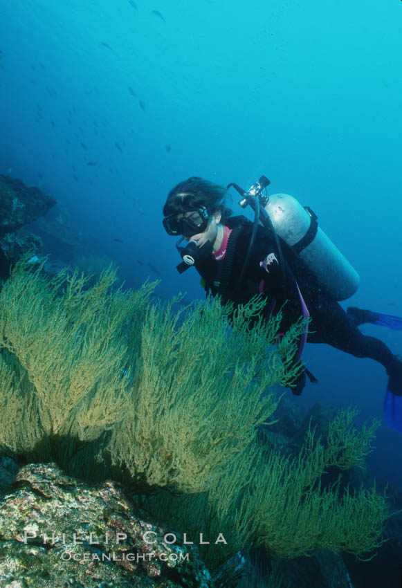 Black coral and diver. Isla Champion, Galapagos Islands, Ecuador, Antipathidae, natural history stock photograph, photo id 03475