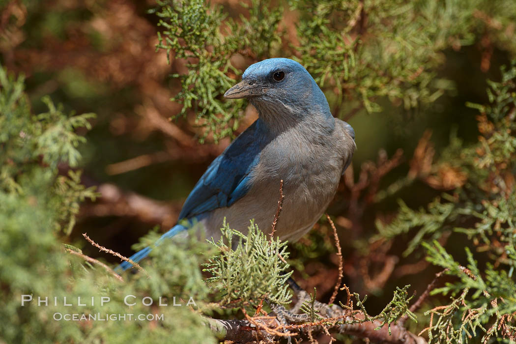 Mexican jay. Madera Canyon Recreation Area, Green Valley, Arizona, USA, Aphelocoma ultramarina, natural history stock photograph, photo id 23009