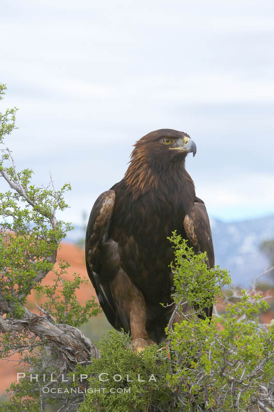 Golden eagle., Aquila chrysaetos, natural history stock photograph, photo id 12214
