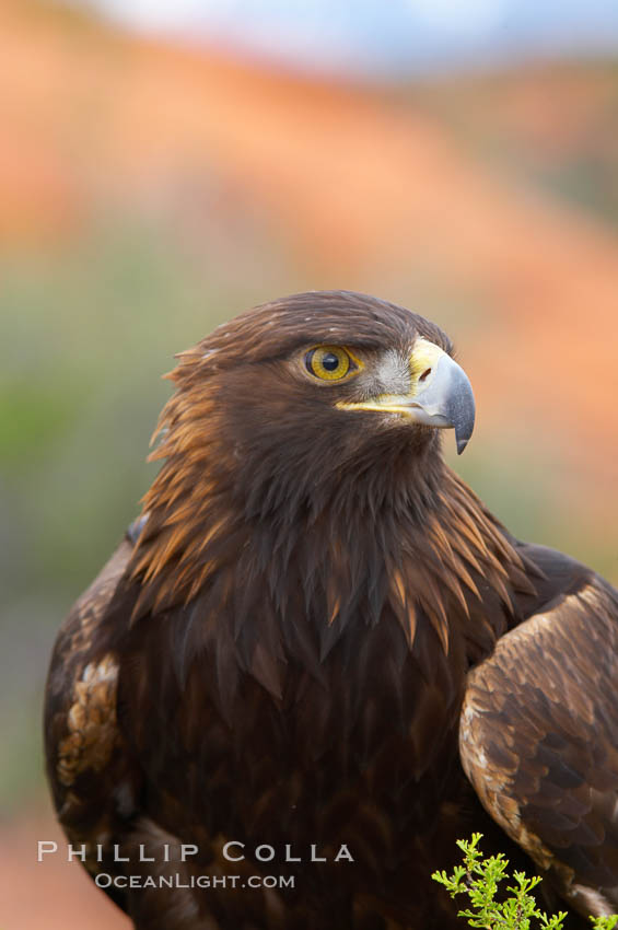 Golden eagle., Aquila chrysaetos, natural history stock photograph, photo id 12208
