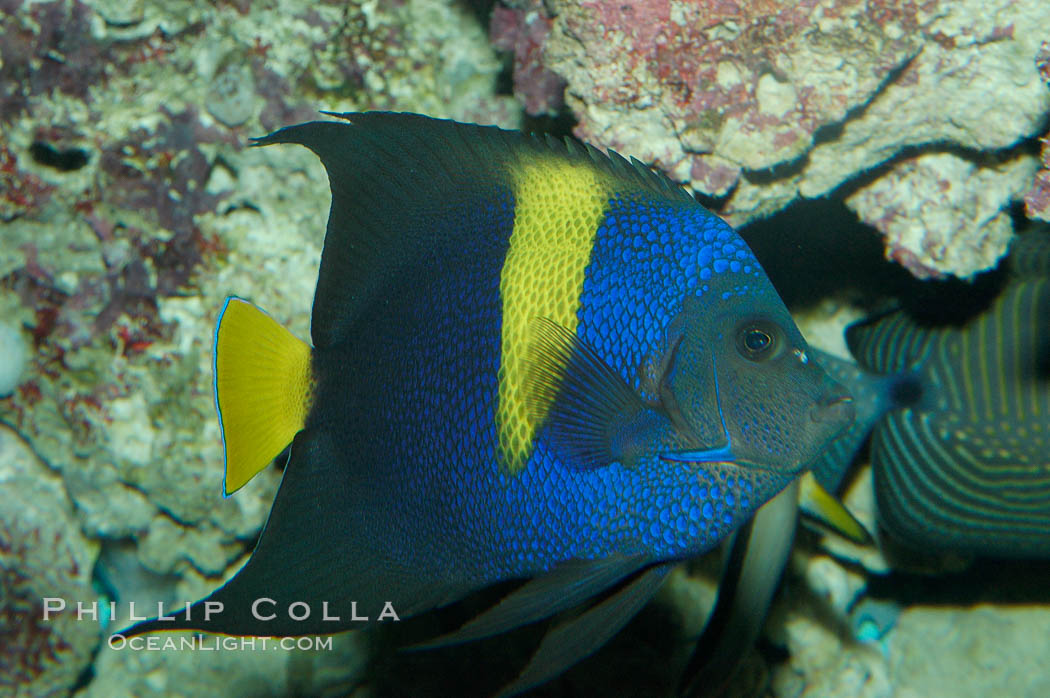 Arabian angelfish., Pomacanthus asfur, natural history stock photograph, photo id 08649