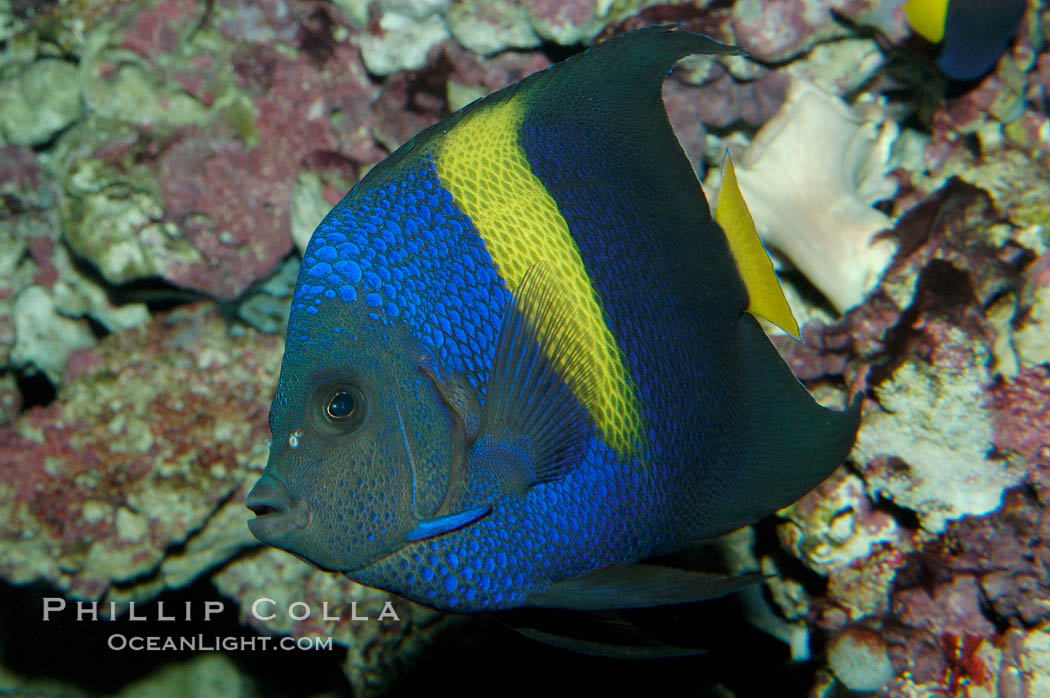 Arabian angelfish., Pomacanthus asfur, natural history stock photograph, photo id 08650