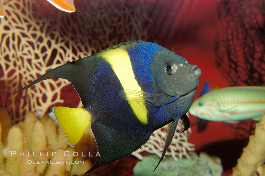 Arabian angelfish., Pomacanthus asfur, natural history stock photograph, photo id 09355