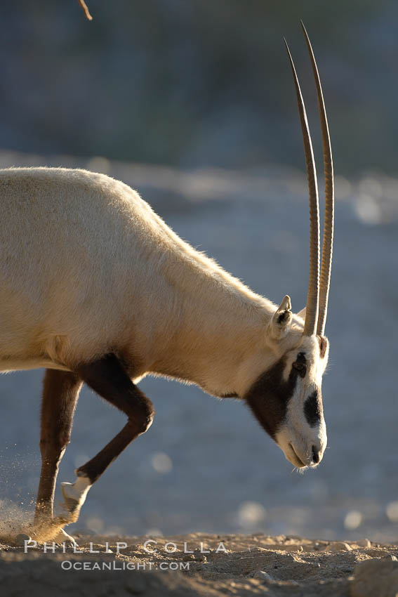 Arabian oryx.  The Arabian oryx is now extinct in the wild over its original range, which included the Sinai and Arabian peninsulas, Jordan, Syria and Iraq.  A small population of Arabian oryx have been reintroduced into the wild in Oman, with some success., Oryx leucoryx, natural history stock photograph, photo id 17955