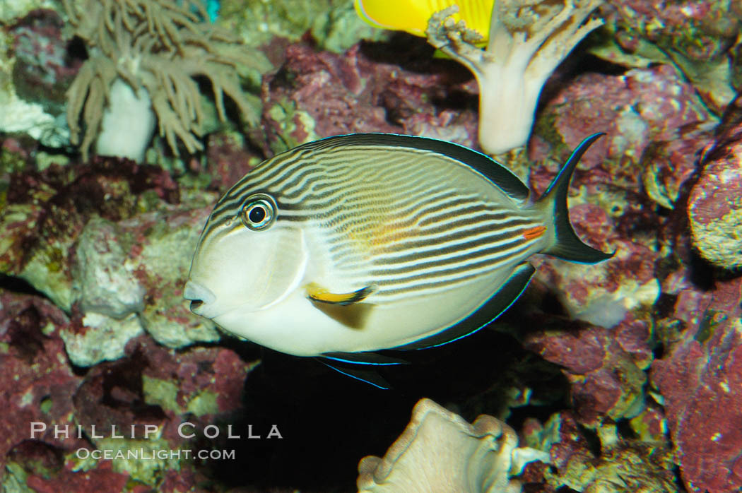 Arabian surgeonfish., Acanthurus sohal, natural history stock photograph, photo id 08652