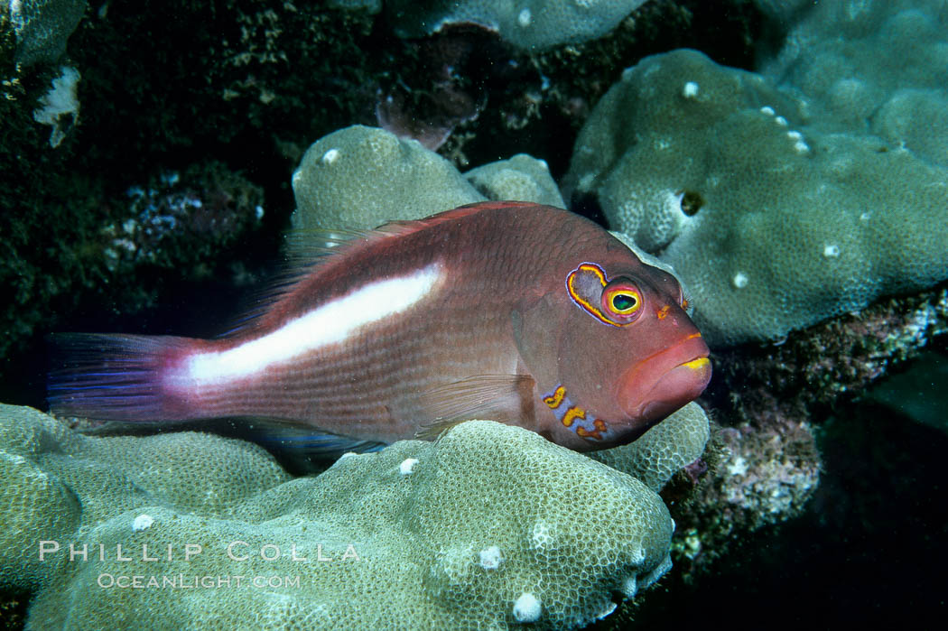 Arc eye hawkfish. Maui, Hawaii, USA, Paracirrhites arcatus, natural history stock photograph, photo id 05195
