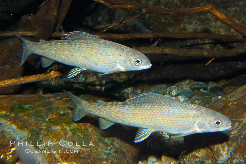 Arctic grayling., Thymallus arcticus arcticus, natural history stock photograph, photo id 16955