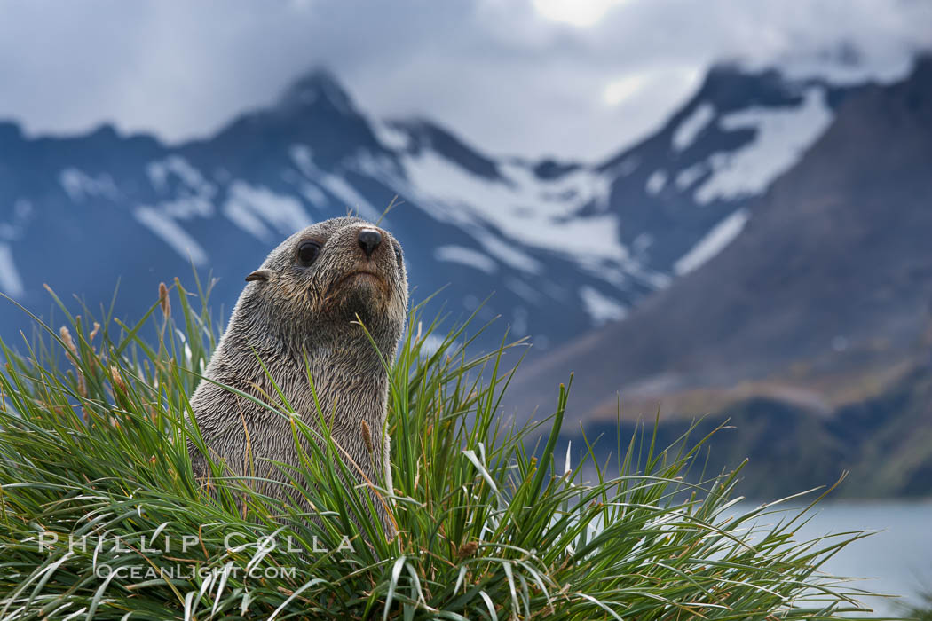 Antarctic fur seal on tussock grass, with the mountains of South Georgia Island and Fortuna Bay in the background., Arctocephalus gazella, natural history stock photograph, photo id 24594