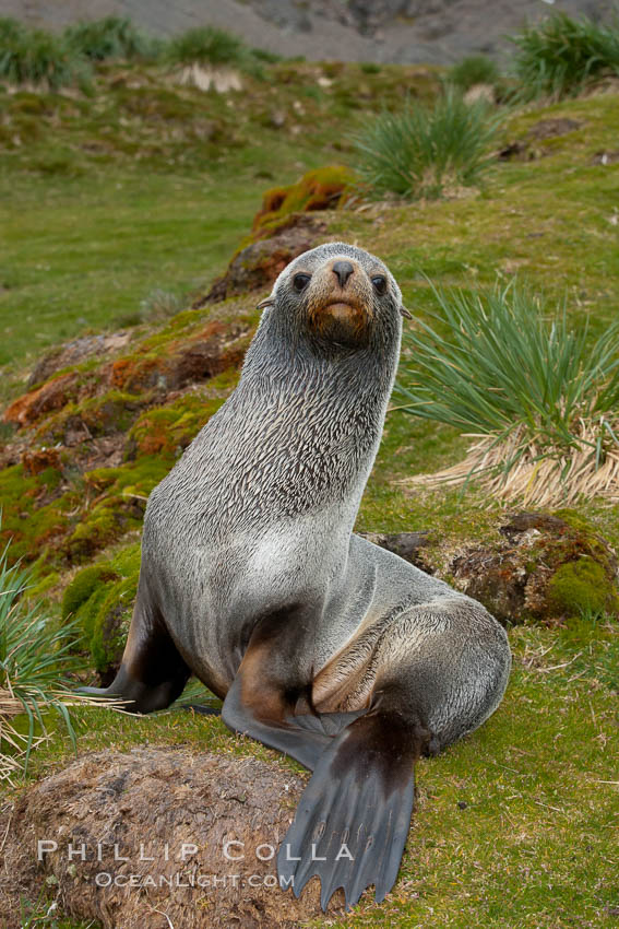 Antarctic fur seal, on grass slopes high above Fortuna Bay, Arctocephalus gazella