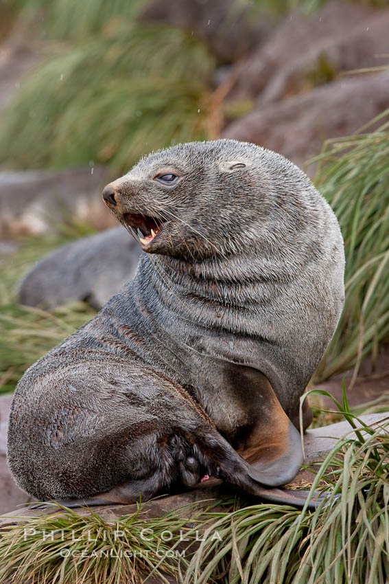 Antarctic fur seal, adult male (bull), Arctocephalus gazella, Hercules Bay