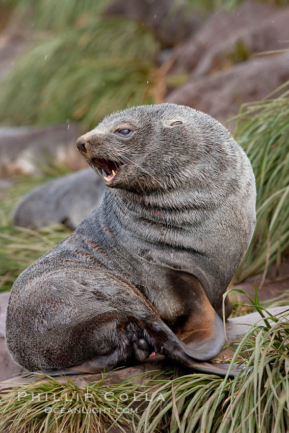 Antarctic fur seal, adult male (bull). Hercules Bay, South Georgia Island, Arctocephalus gazella, natural history stock photograph, photo id 24569