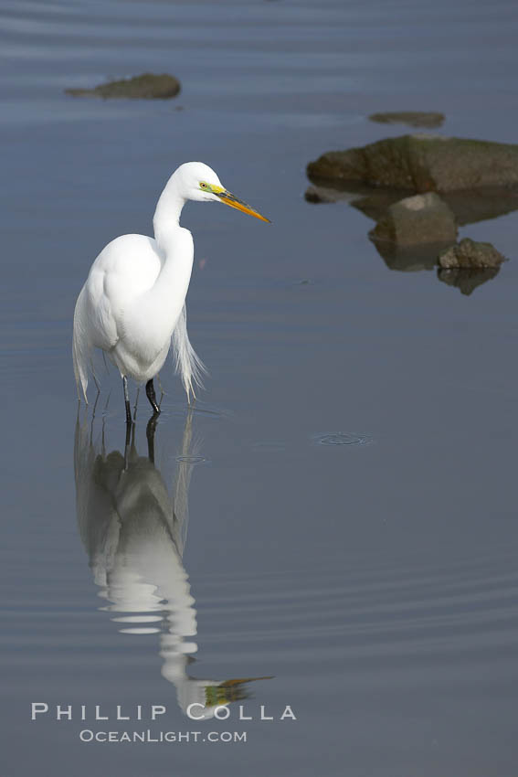 Great egret (white egret). Upper Newport Bay Ecological Reserve, Newport Beach, California, USA, Ardea alba, natural history stock photograph, photo id 15656