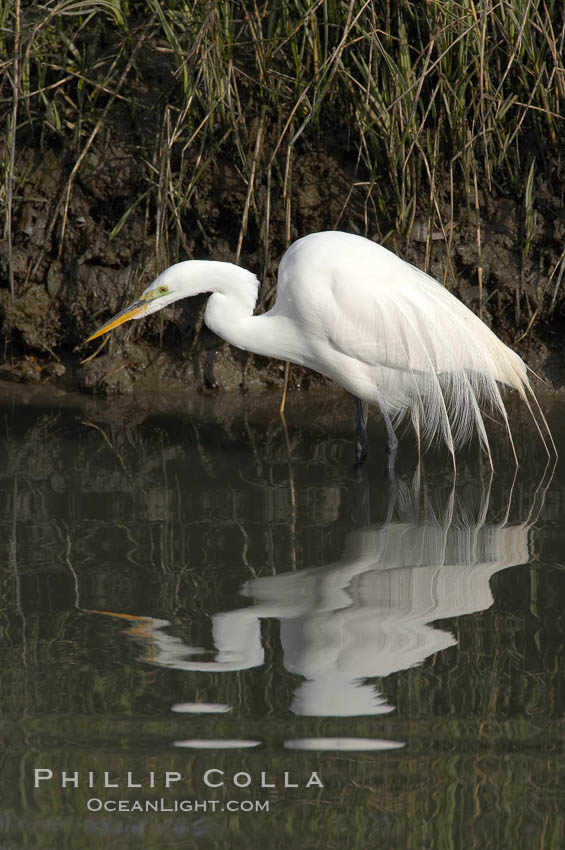 Great egret (white egret). Upper Newport Bay Ecological Reserve, Newport Beach, California, USA, Ardea alba, natural history stock photograph, photo id 15665