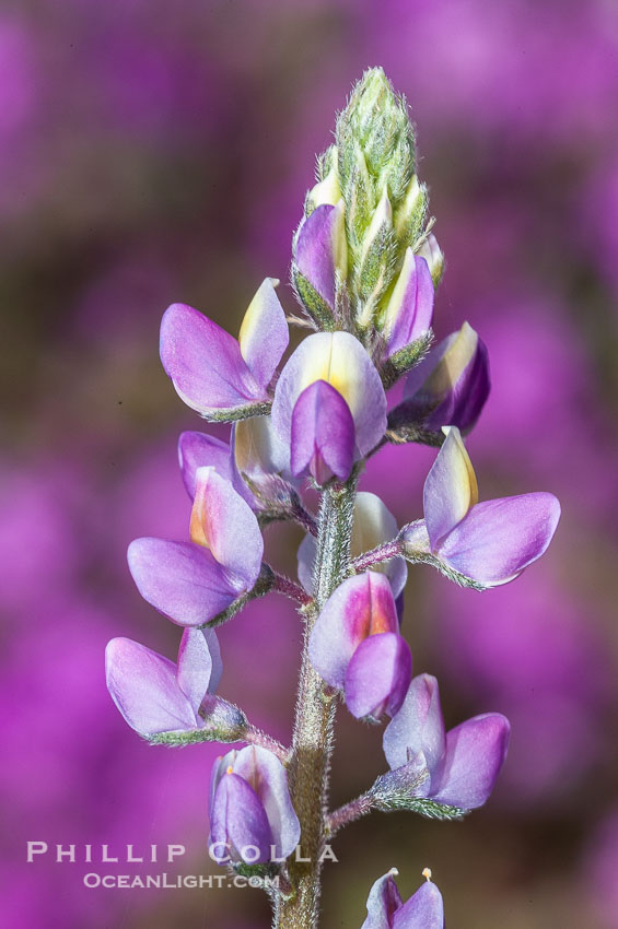 Arizona lupine is a common early spring ephemeral wildflower of the Colorado Desert.  The purple-pink flowers show a yellow spot on the upper petal, which changes in color to red once the flower has been pollinated to discourage insects from visiting it after pollination.  This photo shows both red and yellow petals.  Anza Borrego Desert State Park. Anza-Borrego Desert State Park, Borrego Springs, California, USA, Lupinus arizonicus, natural history stock photograph, photo id 10526