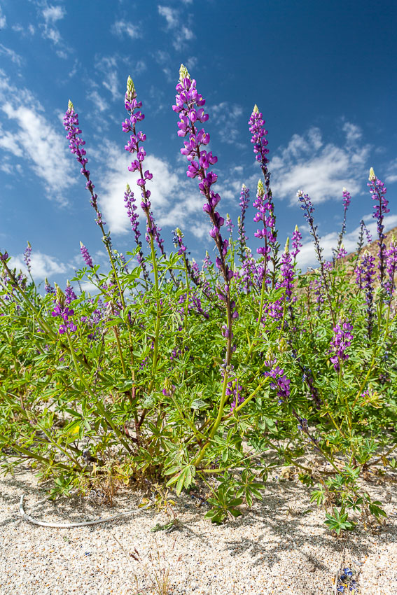 Lupine color the floor of the Borrego Valley in spring.  Heavy winter rains led to a historic springtime bloom in 2005, carpeting the entire desert in vegetation and color for months. Anza-Borrego Desert State Park, Borrego Springs, California, USA, Lupinus arizonicus, natural history stock photograph, photo id 10952