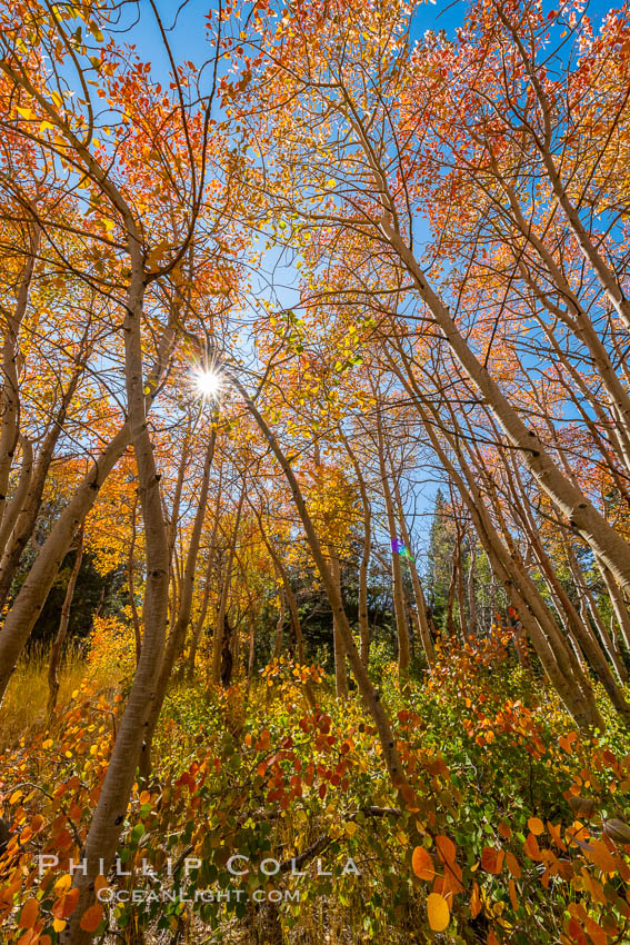 Aspen grove, Dunderberg Meadows, eastern Sierra Nevada. Sierra Nevada Mountains, California, USA, natural history stock photograph, photo id 35834