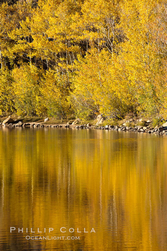 Aspen trees, fall colors, reflected in the still waters of North Lake. Bishop Creek Canyon Sierra Nevada Mountains, California, USA, Populus tremuloides, natural history stock photograph, photo id 26081