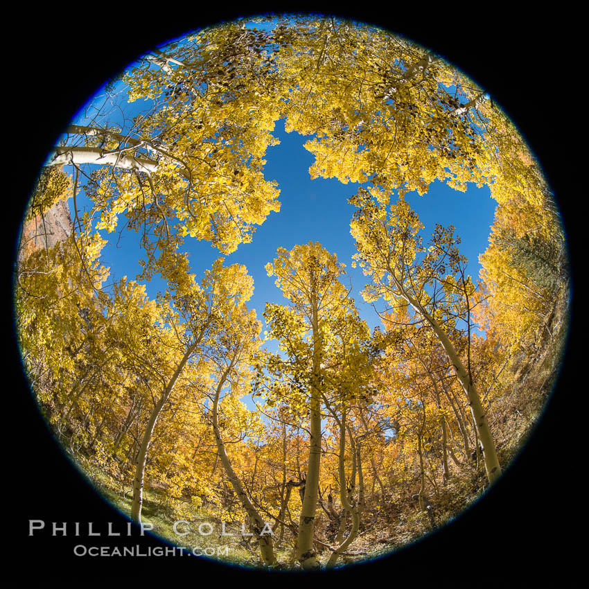 Turning aspen trees in Autumn, South Fork of Bishop Creek Canyon, Bishop Creek Canyon, Sierra Nevada Mountains