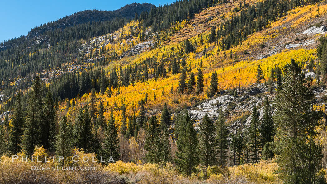Turning aspen trees in Autumn, South Fork of Bishop Creek Canyon. Bishop Creek Canyon, Sierra Nevada Mountains, California, USA, natural history stock photograph, photo id 34162