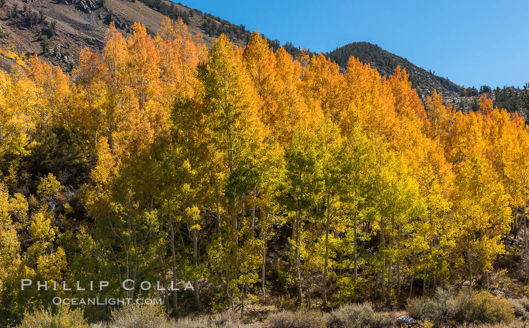 Turning aspen trees in Autumn, South Fork of Bishop Creek Canyon. Bishop Creek Canyon, Sierra Nevada Mountains, California, USA, natural history stock photograph, photo id 34160