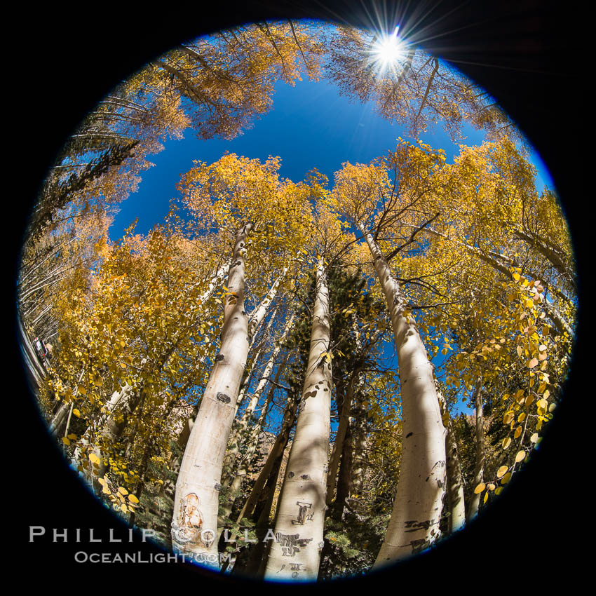 Turning aspen trees in Autumn, South Fork of Bishop Creek Canyon. Bishop Creek Canyon, Sierra Nevada Mountains, California, USA, natural history stock photograph, photo id 34164