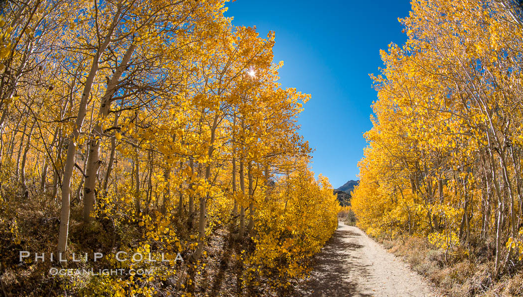 Turning aspen trees in Autumn, South Fork of Bishop Creek Canyon. Bishop Creek Canyon, Sierra Nevada Mountains, California, USA, natural history stock photograph, photo id 34159