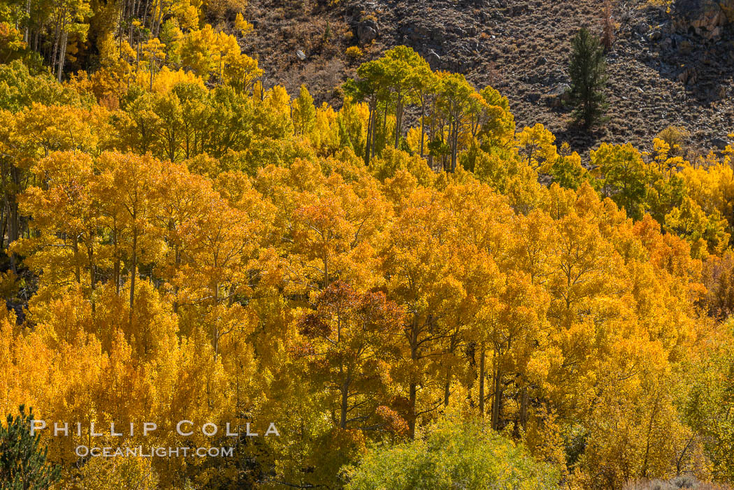 Turning aspen trees in Autumn, South Fork of Bishop Creek Canyon. Bishop Creek Canyon, Sierra Nevada Mountains, California, USA, natural history stock photograph, photo id 34157