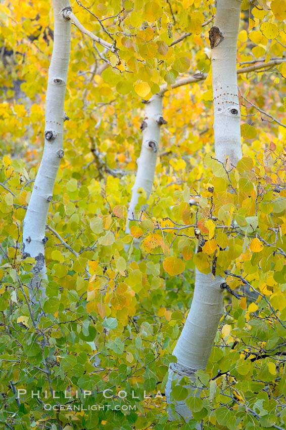 Aspen trees display Eastern Sierra fall colors, Lake Sabrina, Bishop Creek Canyon. Bishop Creek Canyon, Sierra Nevada Mountains, California, USA, Populus tremuloides, natural history stock photograph, photo id 17498