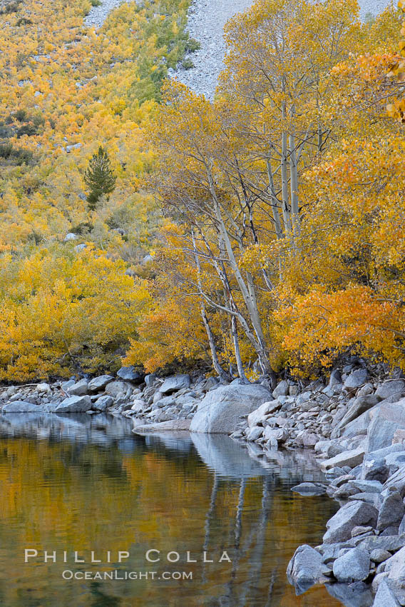 Aspen trees display Eastern Sierra fall colors, Lake Sabrina, Bishop Creek Canyon. Bishop Creek Canyon, Sierra Nevada Mountains, California, USA, Populus tremuloides, natural history stock photograph, photo id 17542