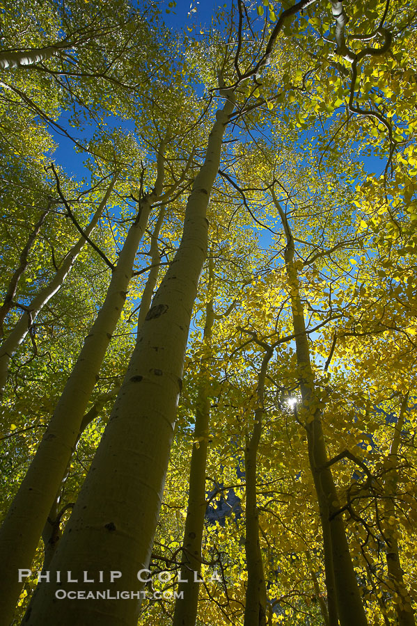 Aspen trees display Eastern Sierra fall colors, Lake Sabrina, Bishop Creek Canyon., Populus tremuloides, natural history stock photograph, photo id 17574